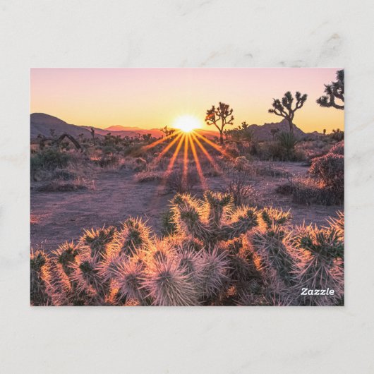 Paarse & Oranje Cholla Cactus Joshua Tree Sunset Briefkaart (Achterkant)