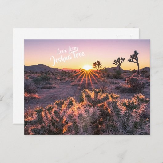 Paarse Oranje Cholla Cactus Joshua Tree Sunset Briefkaart (Voorkant / Achterkant)