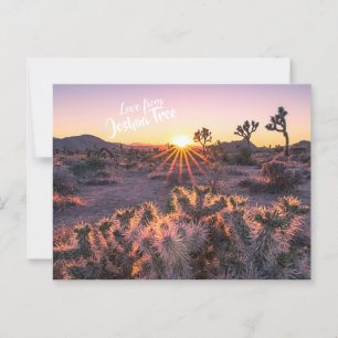Paarse Oranje Cholla Cactus Joshua Tree Sunset Briefkaart