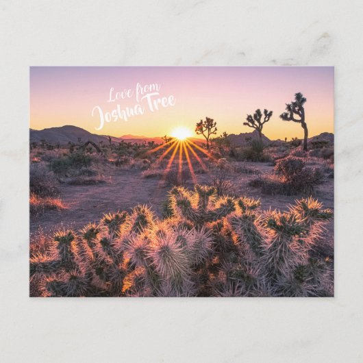 Paarse Oranje Cholla Cactus Joshua Tree Sunset Briefkaart (Voorkant)
