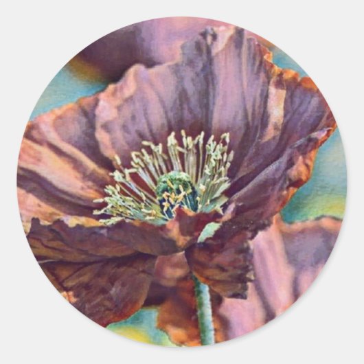 Paarse oranje rode papaverbloemen waterverf ronde sticker (Voorkant)