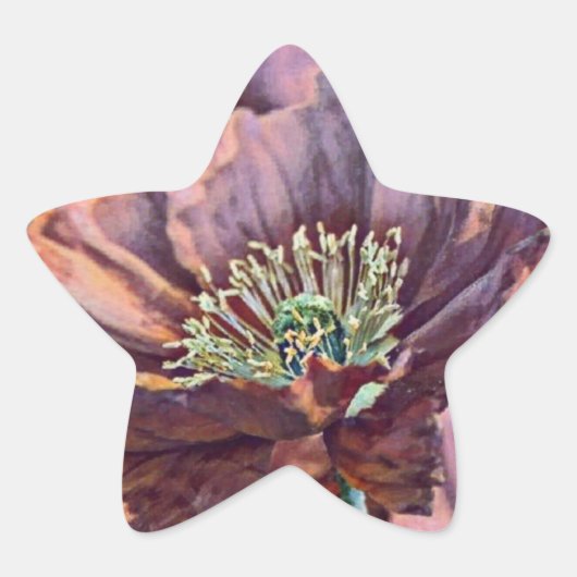 Paarse oranje rode papaverbloemen waterverf ster sticker (Voorkant)