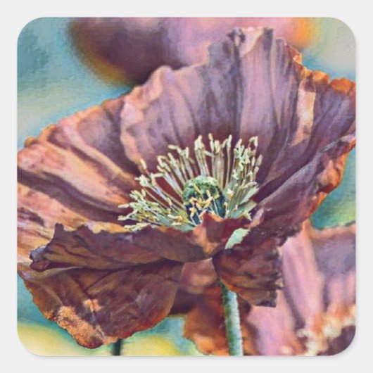 Paarse oranje rode papaverbloemen waterverf vierkante sticker (Voorkant)