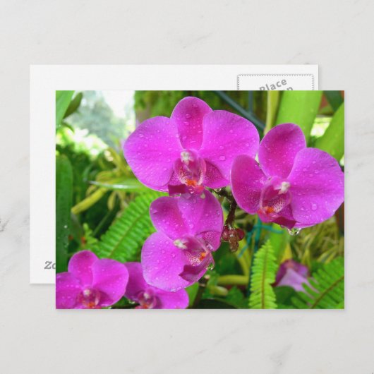 Paarse Orchid Briefkaart (Voorkant / Achterkant)