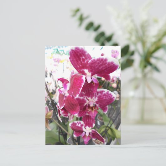 Paarse Orchid Briefkaart (Staand voorkant)