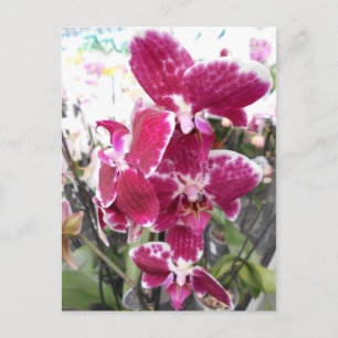 Paarse Orchid Briefkaart