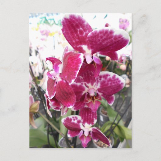 Paarse Orchid Briefkaart (Voorkant)