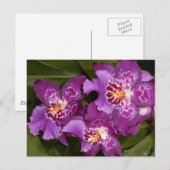 Paarse Orchid Briefkaart (Voorkant / Achterkant)