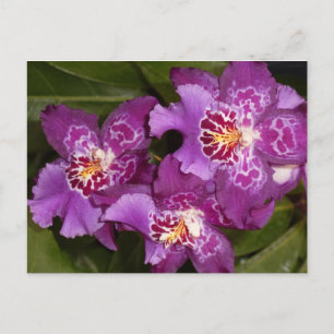 Paarse Orchid Briefkaart