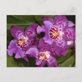 Paarse Orchid Briefkaart