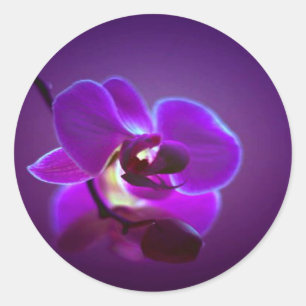 Paarse Orchid Ronde Sticker