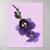 Paarse orchidebloem, poster (Voorkant)