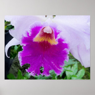 paarse orchidebloem poster