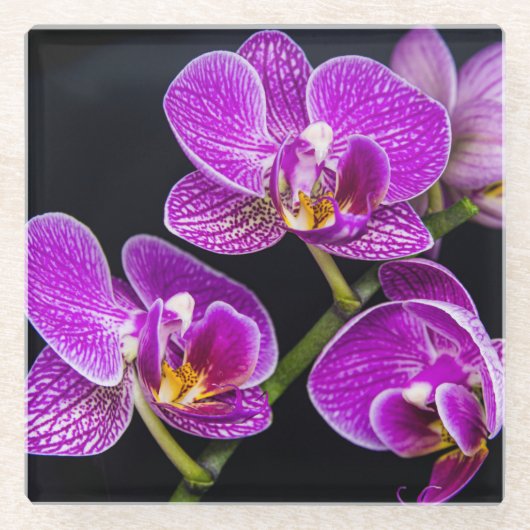 Paarse orchidee glazen onderzetter (Voorkant)