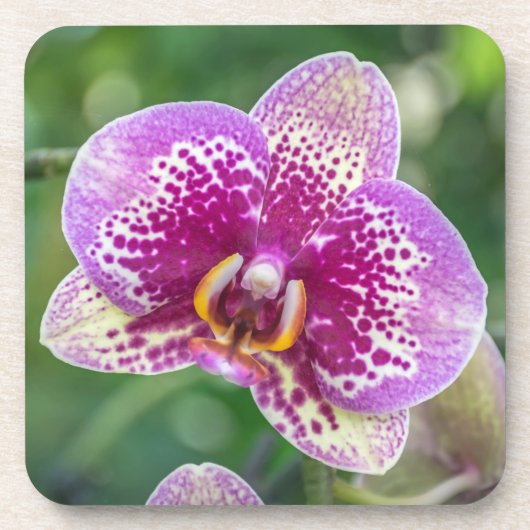 Paarse orchidee harde plastic onderzetters (Voorkant)