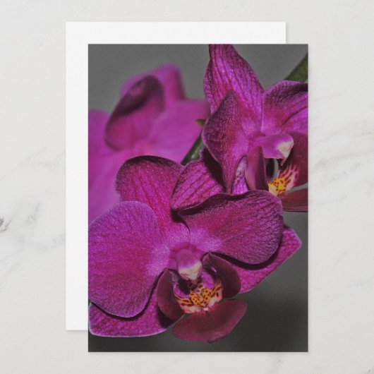 Paarse Orchidee Kaart (Voorkant / Achterkant)