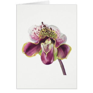 Paarse orchidee kaart 5-inch X 7-inch leverbaar, m
