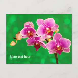 Paarse Orchidee op Groene Ansichtkaart Briefkaart