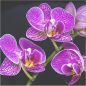 Paarse orchidee sticker (Voorkant)