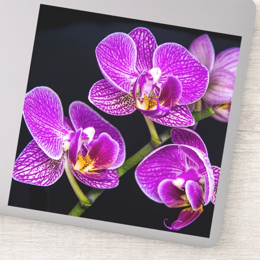 Paarse orchidee sticker (Detail)