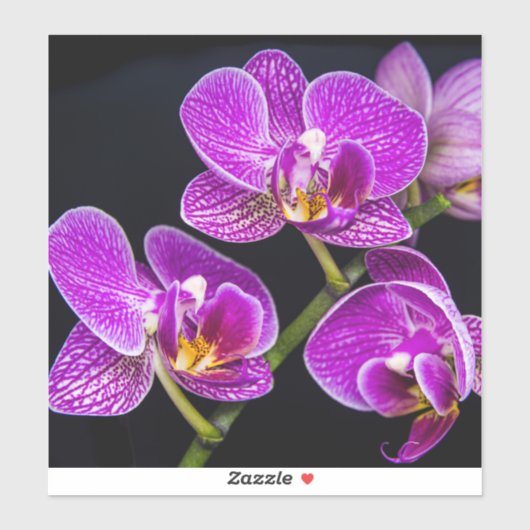 Paarse orchidee sticker (Vel)