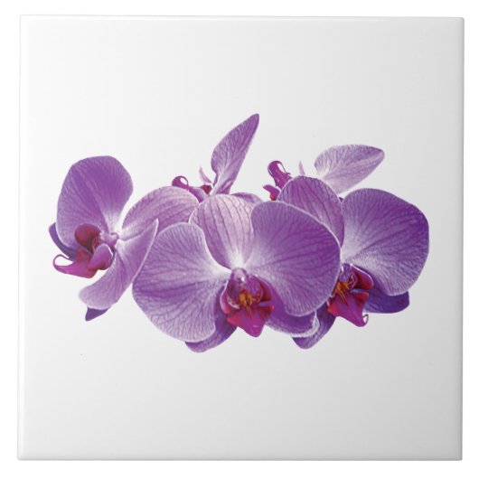 Paarse Orchidee Trio Tegeltje (Voorkant)
