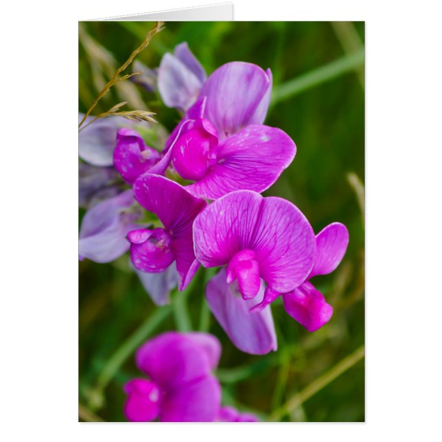 Paarse orchideeën (Voorkant)