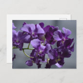 Paarse Orchideeën Ansichtkaart Briefkaart (Voorkant / Achterkant)