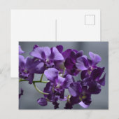 Paarse Orchideeën Ansichtskaart Briefkaart (Voorkant / Achterkant)