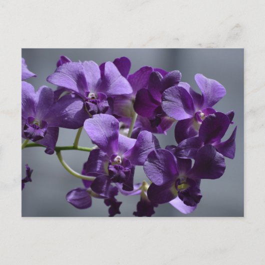 Paarse Orchideeën Ansichtskaart Briefkaart (Voorkant)