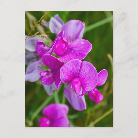 Paarse orchideeën briefkaart (Voorkant)