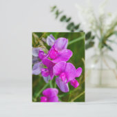 Paarse orchideeën briefkaart (Staand voorkant)
