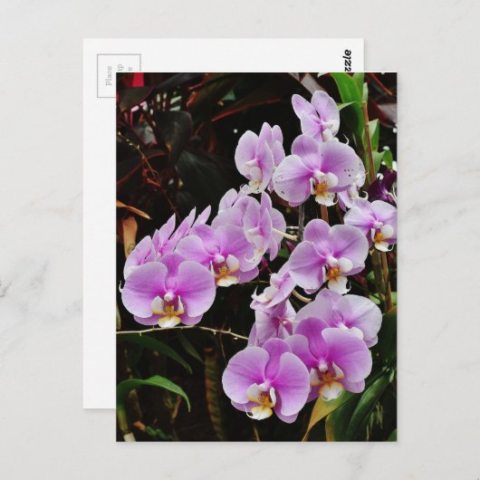 Paarse orchideeën briefkaart (Voorkant / Achterkant)