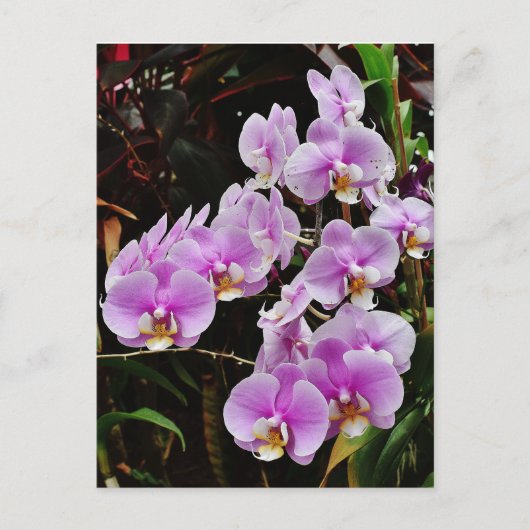 Paarse orchideeën briefkaart (Voorkant)