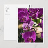 paarse orchideeën briefkaart (Voorkant / Achterkant)