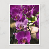 paarse orchideeën briefkaart (Voorkant)