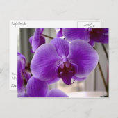 Paarse orchideeën briefkaart (Voorkant / Achterkant)
