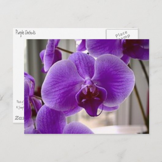 Paarse orchideeën briefkaart (Voorkant / Achterkant)