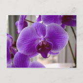 Paarse orchideeën briefkaart (Voorkant)