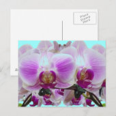 Paarse orchideeën briefkaart (Voorkant / Achterkant)
