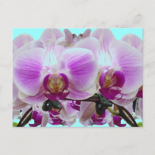 Paarse orchideeën briefkaart (Voorkant)