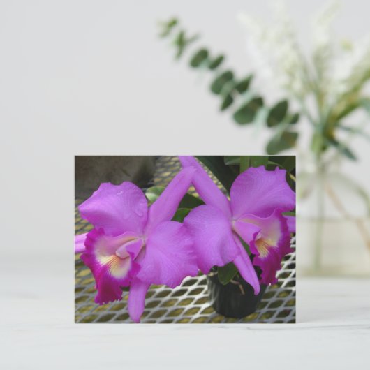 Paarse orchideeën briefkaart (Staand voorkant)
