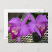 Paarse orchideeën briefkaart (Voorkant / Achterkant)