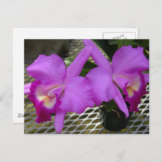 Paarse orchideeën briefkaart (Voorkant / Achterkant)