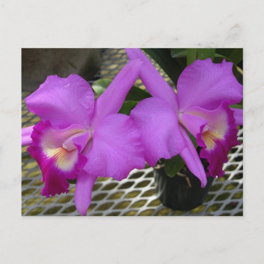 Paarse orchideeën briefkaart (Voorkant)