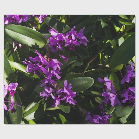 Paarse orchideeën cadeaupapier (Vlak)