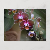 Paarse orchideeën Fotografisch botanisch Briefkaart (Voorkant)