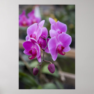 Paarse orchideeën in bloom poster