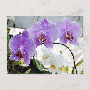 Paarse orchideeën op een wijnstok briefkaart