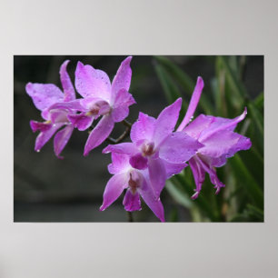 Paarse orchideeën poster